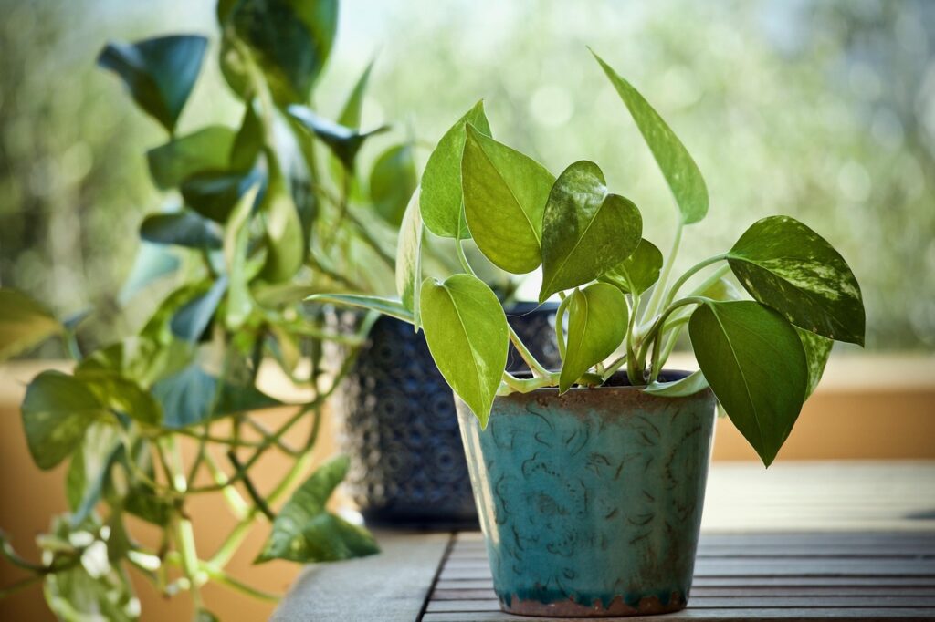 窓辺の観葉植物